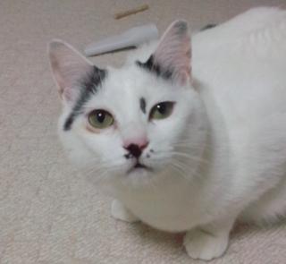 そうかにゃ?