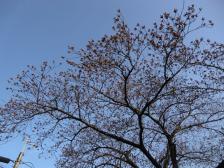寝屋川いきいき文化センター前の桜