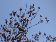 寝屋川いきいき文化センター前の桜