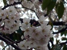 寝屋川いきいき桜満開!