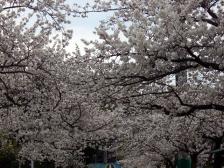寝屋川いきいき桜満開!