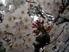 寝屋川いきいき桜満開!
