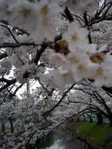 寝屋川いきいき桜満開!
