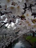 寝屋川いきいき桜満開!