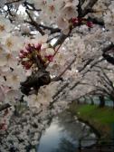 寝屋川いきいき桜満開!