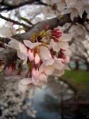 寝屋川いきいき桜満開!