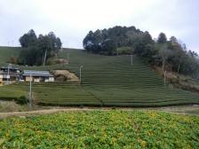 世界茶産地フェスティバル