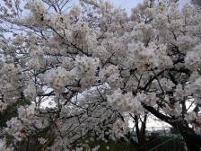 寝屋川いきいき桜満開!