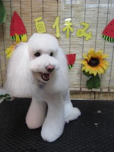 なつやすみ!