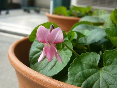 Viola odorata 'Becky Groves'
