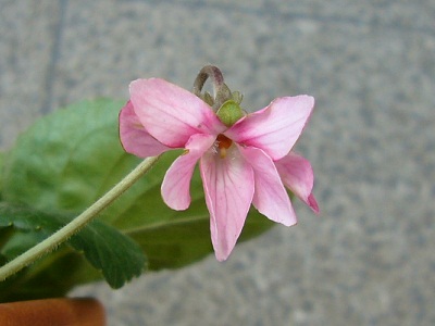 Viola odorata 'Becky Groves'