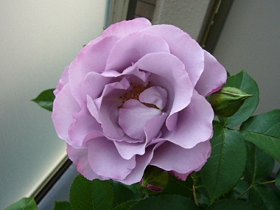 Dioressence 120506
