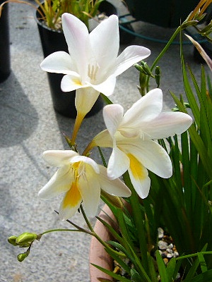 Freesia x muirii 2012