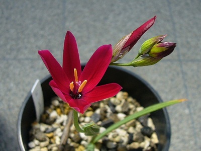 Geissorhiza inflexa