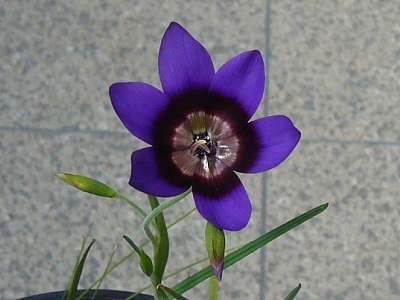 Geissorhiza monanthos