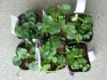 Viola odorata 120121