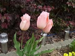 008_20120422151433.jpg