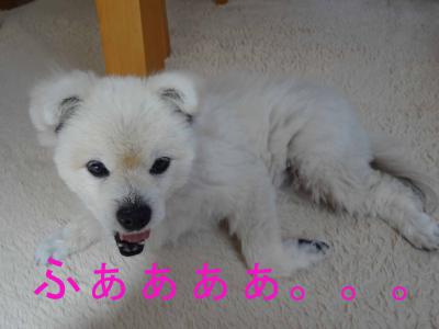 DSC01112のコピー