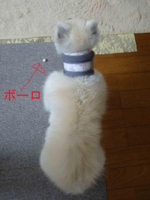 DSC01349-1のコピー