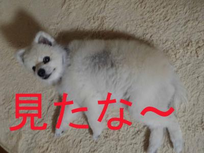 DSC01338のコピー