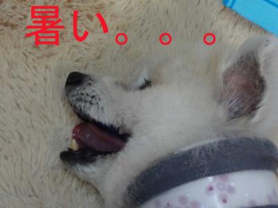 DSC01371のコピー