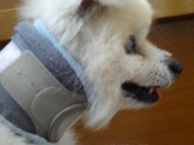 DSC01342-1.jpg