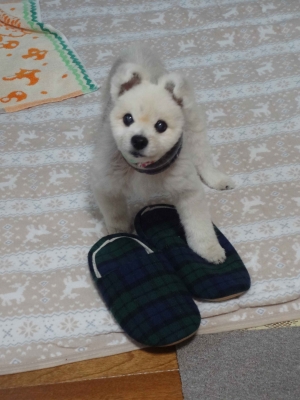 DSC02528-1.jpg