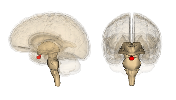 2Pituitary_gland_image
