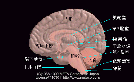１松果体脳下垂体