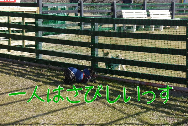 マザー牧場でドッグランとジンギスカン8