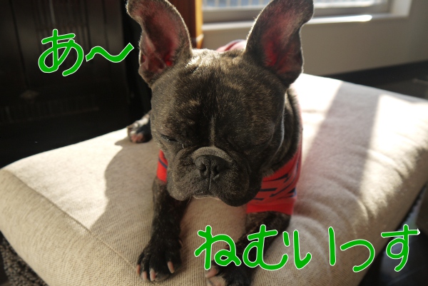 日向ぼっこ部1