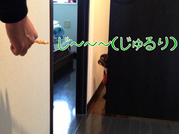 お留守番フレンチブルドッグちらんちゃ3