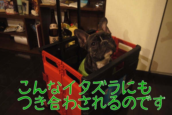だいごろう
