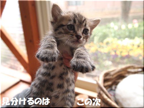 2013040706.jpg