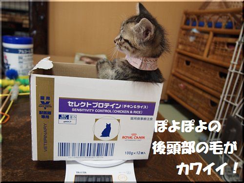 2013041905.jpg
