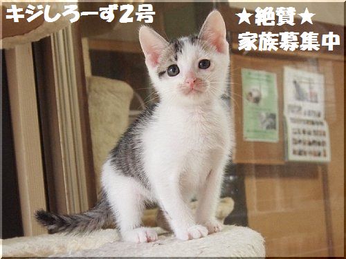 kiji2_20130529162614.jpg