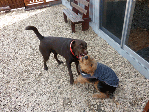 P1160753.gif