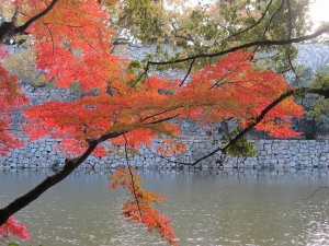 20131127明石公園の紅葉