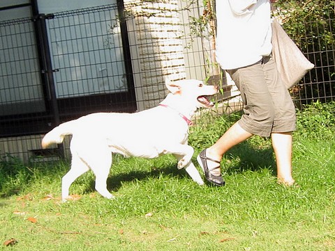 20110829fu-anzu2.jpg