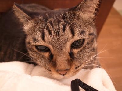 実は眠い