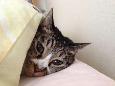 やる気なし