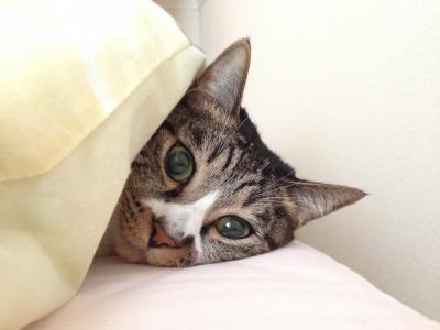 朝のミミ