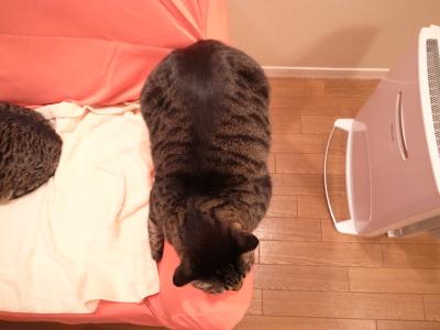 上から見ても