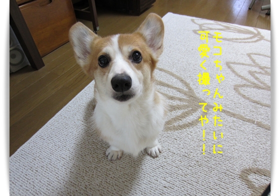 モコちゃんみたいに可愛く撮ってや モコちゃんみたいに可愛く撮ってや