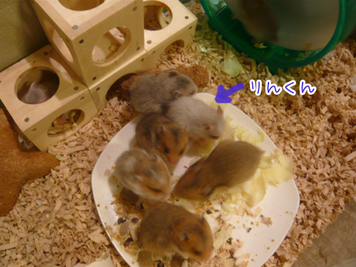 こんなにチビだったから心配
