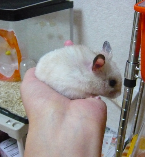 大きくなったね