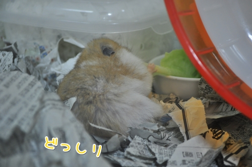 まーちゃんの様子