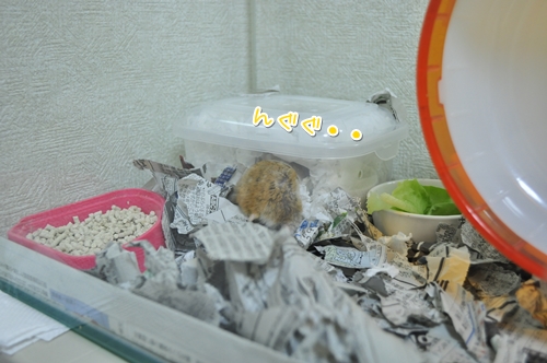 帰ってゆく