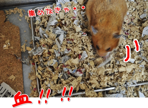 血が・・・・・・・・・・・・