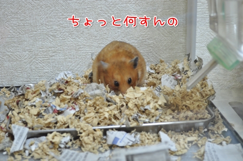 家帰しなさいよ